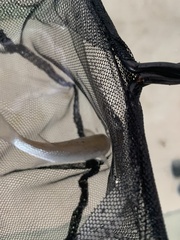 Gracilimugil argenteus