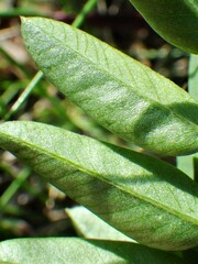 Hedysarum sulphurescens