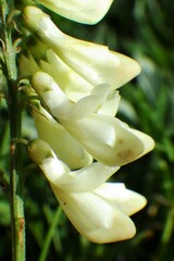 Hedysarum sulphurescens