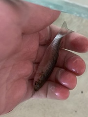 Gracilimugil argenteus