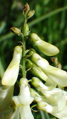 Hedysarum sulphurescens