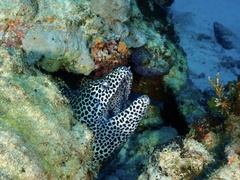 Gymnothorax favagineus