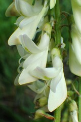 Hedysarum sulphurescens