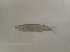 Gracilimugil argenteus