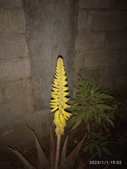 Aloe vera