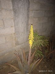 Aloe vera
