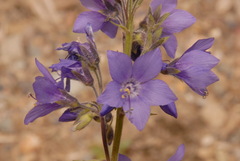 Polemonium acutiflorum