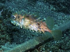Cyclichthys orbicularis