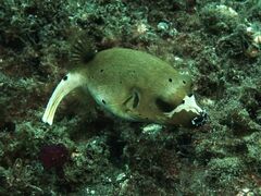 Arothron nigropunctatus