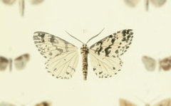 Arichanna lapsariata