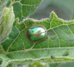 Charidotella succinea