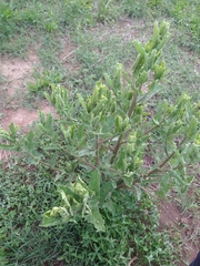 Charidotella succinea