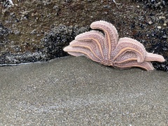 Stichaster australis
