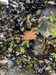 Stichaster australis