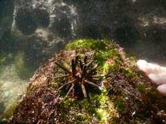 Eucidaris tribuloides