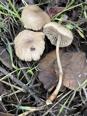 Marasmius albogriseus