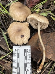 Marasmius albogriseus