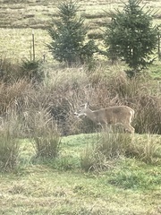 Odocoileus virginianus leucurus