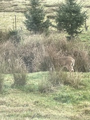 Odocoileus virginianus leucurus