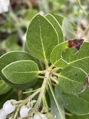 Arctostaphylos insularis