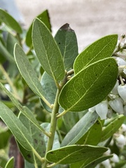 Arctostaphylos insularis