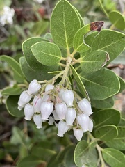 Arctostaphylos insularis