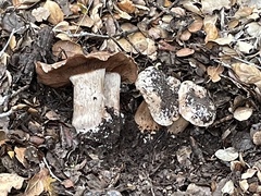 Cortinarius regalis