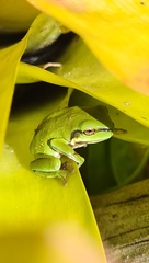 Ranoidea caerulea
