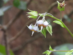 Trichodesma calycosum