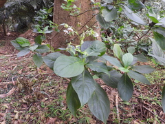 Trichodesma calycosum