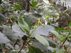 Trichodesma calycosum