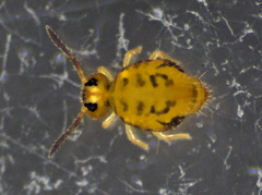 Sminthurinus henshawi
