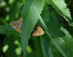 Euphydryas maturna