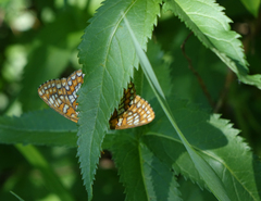 Euphydryas maturna