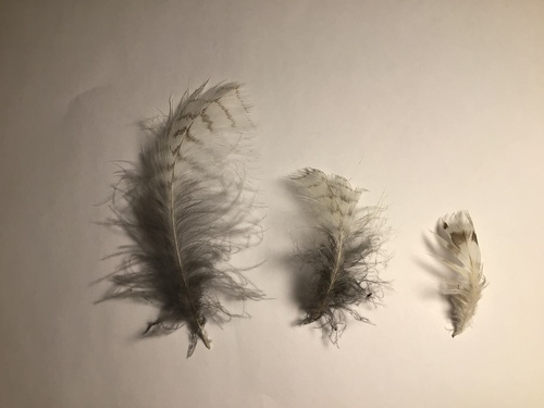 Plume de Canard à crinière