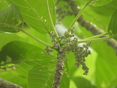 Dendrocnide meyeniana