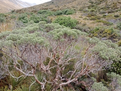 Brachyglottis cassinioides