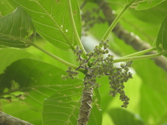 Dendrocnide meyeniana