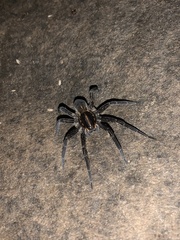 Dolomedes instabilis