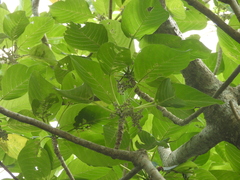 Dendrocnide meyeniana