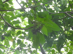 Dendrocnide meyeniana