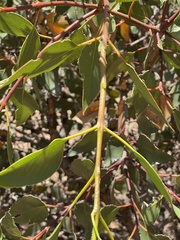 Eucalyptus grossa