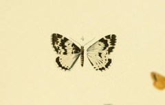 Rheumaptera lugens
