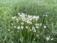 Nothoscordum bivalve