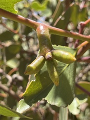 Eucalyptus grossa