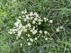 Nothoscordum bivalve