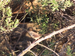 Prinia maculosa maculosa
