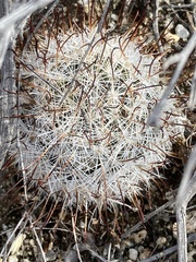 Mammillaria tetrancistra