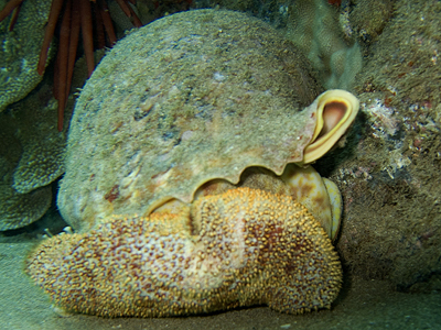 Giant Triton Snail