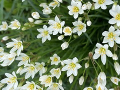 Nothoscordum bivalve